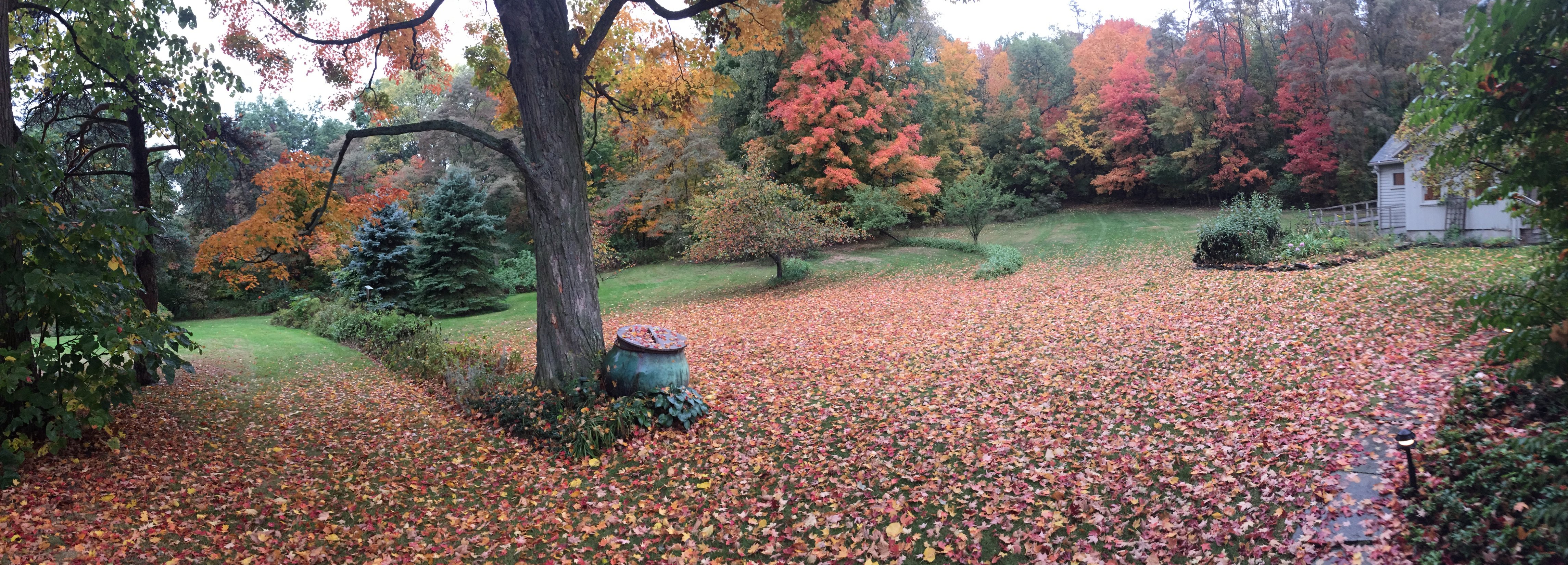 Panoramic shot from the porch after rain brought down a lot more leaves